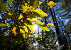 21-Backlit-46