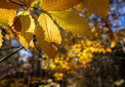 42-More-bokeh-1