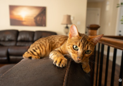 49-Kitty-1