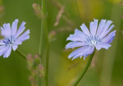 APS-C Crop 400mm 2