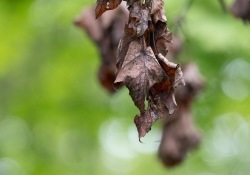 APS-C Crop 400mm