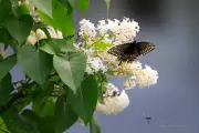 Butterflies and Spring-16