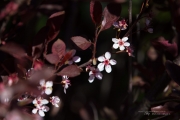 Spring Flowers-5
