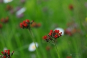 Wildflowers-4
