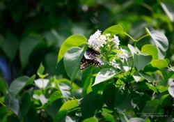 Butterflies and Spring-10