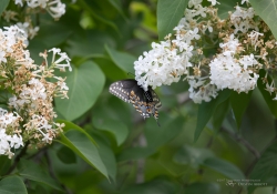 Butterflies and Spring-11
