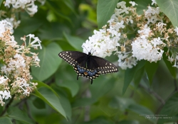 Butterflies and Spring-12