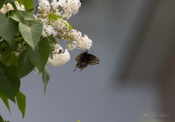 Butterflies and Spring-14