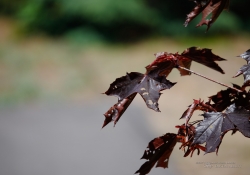 Butterflies and Spring-2