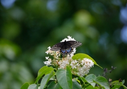 Butterflies and Spring-20