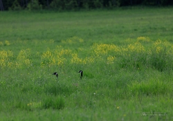 Butterflies and Spring-22
