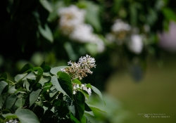 Butterflies and Spring-3
