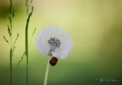 Butterflies and Spring-4
