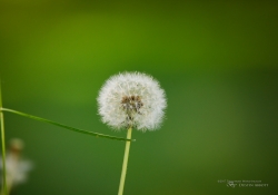 Butterflies and Spring-5