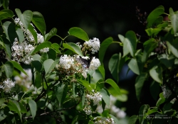 Butterflies and Spring-6