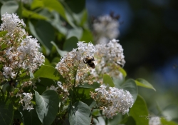 Butterflies and Spring-7