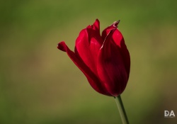 14-Close-focus-2
