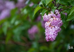 14-Close-focus-3