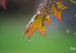 14-Close-focus-7