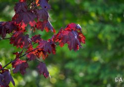 38-Bokeh-2