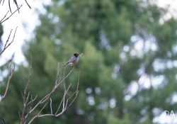 38-Bokeh-3