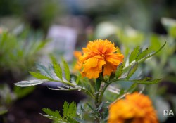38-Bokeh-4