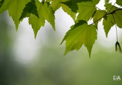 38-Bokeh-5