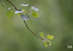 38-Bokeh-6