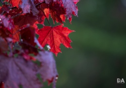 Sigma-100-400-DN-Samples