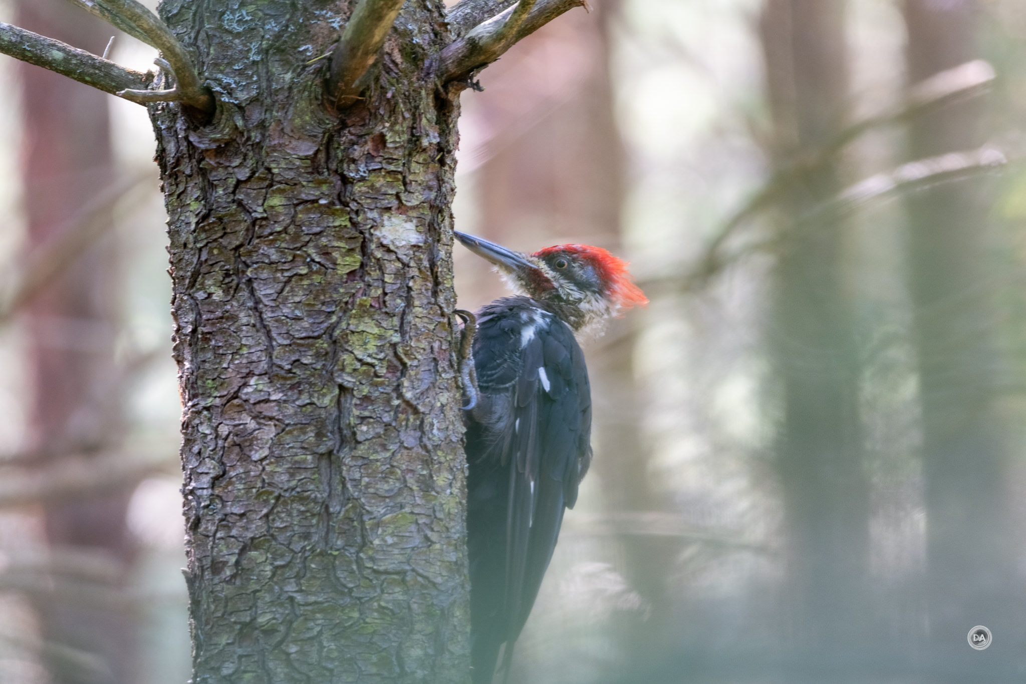 25-Pileated-1