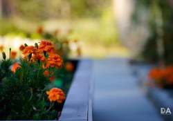 30-Bokeh-2 30-Bokeh-2