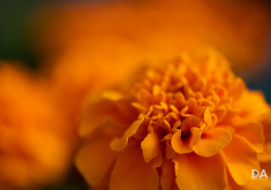 30-Bokeh-4 30-Bokeh-4