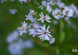 30-Bokeh-5 30-Bokeh-5
