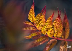 30-Bokeh-6 30-Bokeh-6