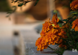30-Bokeh-7 30-Bokeh-7