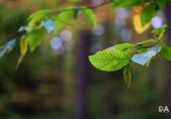 30-Bokeh-8 30-Bokeh-8