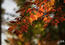 30-Bokeh-9 30-Bokeh-9