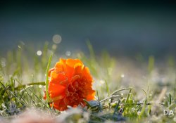 30-Bokeh 30-Bokeh