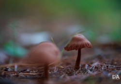 33-Macro 33-Macro