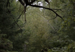 RAW and JPEG
