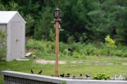 Blackbird