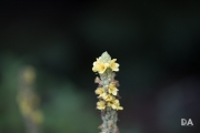 Sigma 105 ART Samples-9