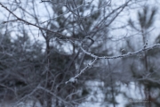 Frosty Sigma Morning-7