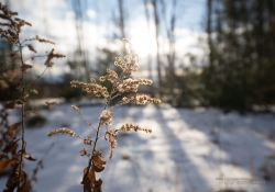 Landscapes-7
