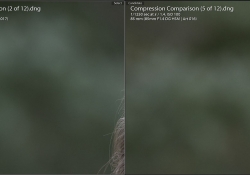 Bokeh Softness