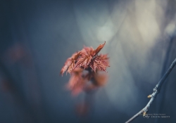 Sigma 135mm f/1.8 ART - Bokehlicious?