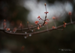 Rain Keeps Fallin-2