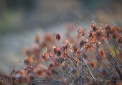 Spring Walk-3