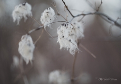 Spring Walk-8