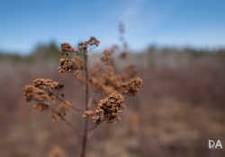 Bokeh-3 Bokeh-3